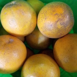 Naranja dulce orgánica