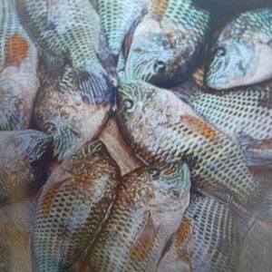 Pescado de agua dulce