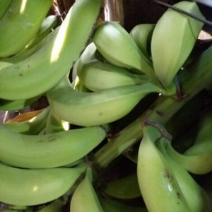 Plátano verde