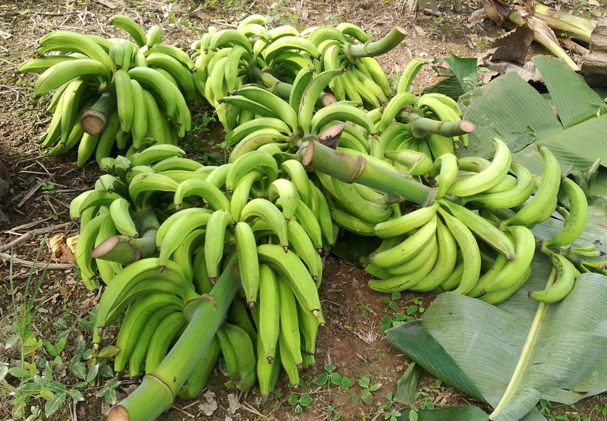 Plátano garrabanete