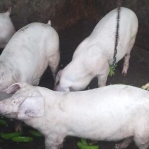 Chanchos