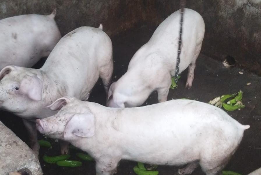 Chanchos