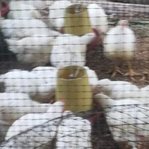 Pollos balanceados
