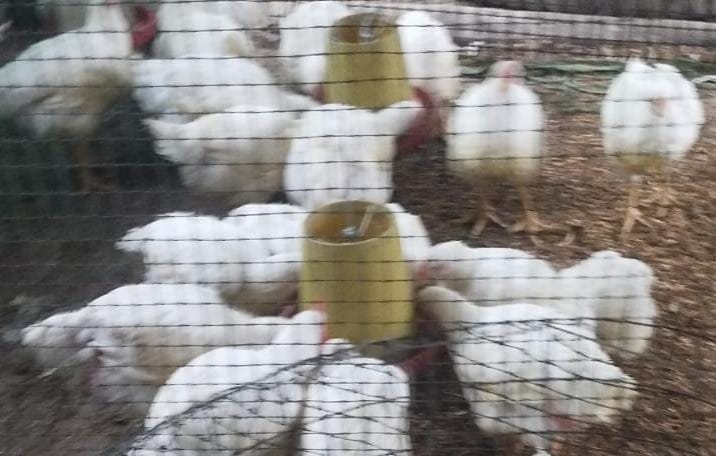 Pollos balanceados