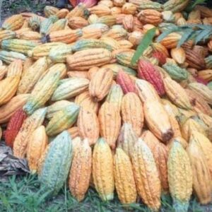 Cacao nacional