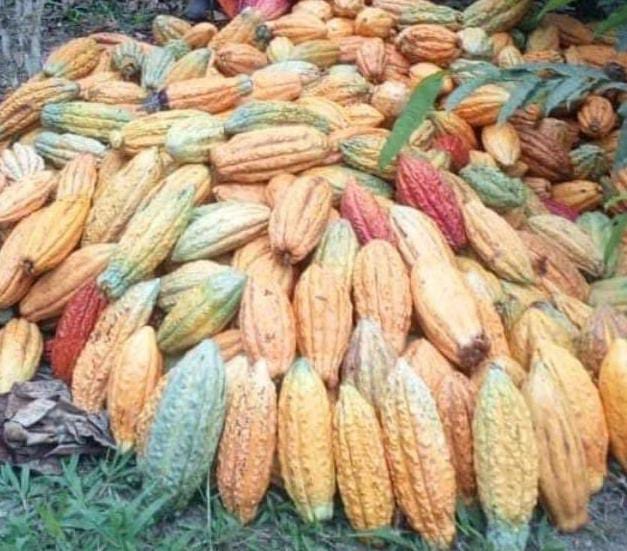 Cacao nacional
