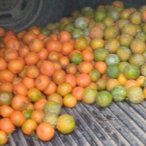 Mandarina