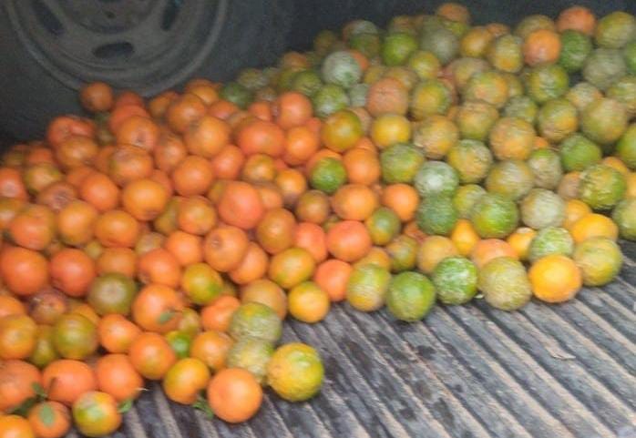 Mandarina