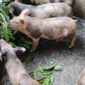 Chanchos