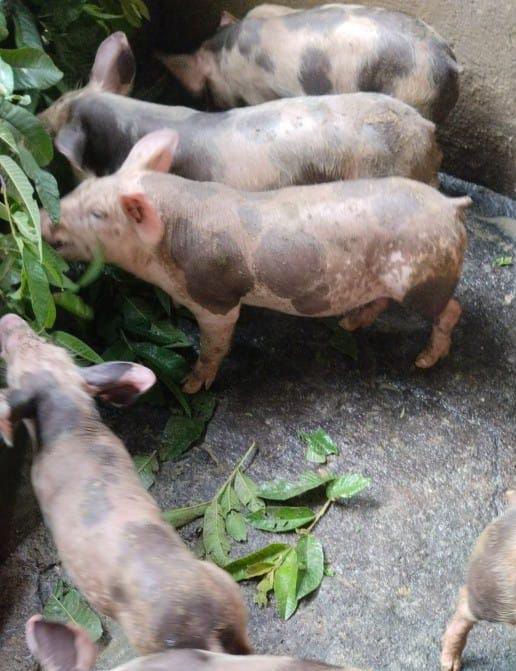 Chanchos