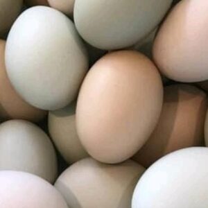 Huevos criollos
