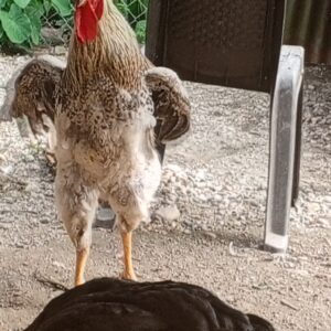 Gallos blanco