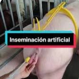 Inseminación artificial cerdas