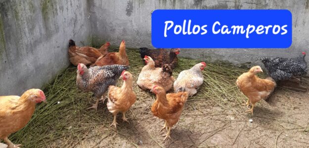 Pollos Camperos Urcuquí