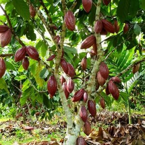 Cacao