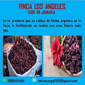 Flor de jamaica