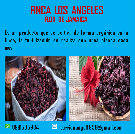Flor de jamaica