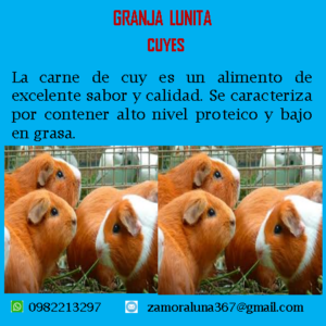 Cuy