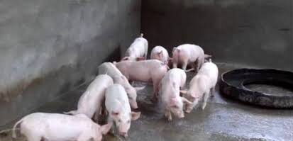 Venta de chanchos
