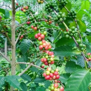 Aroma y sabor