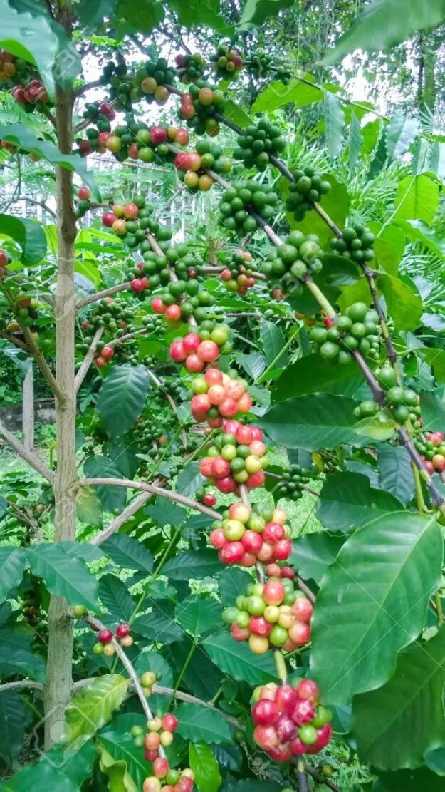 Aroma y sabor