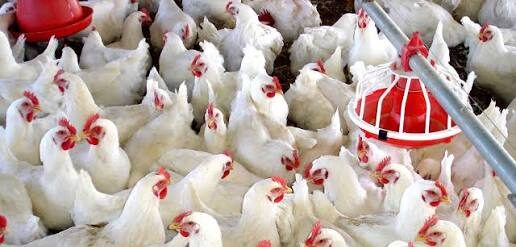 Pollos