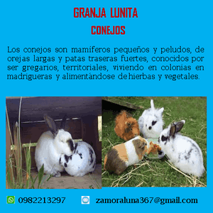 Conejos