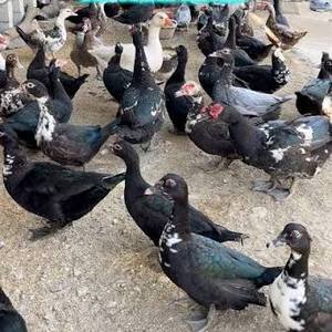 Patos
