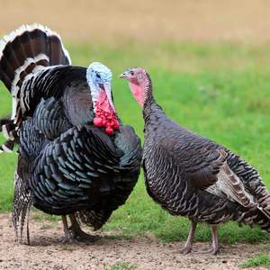 Pavo