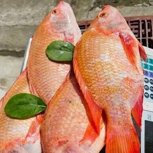 Tilapia roja fresca