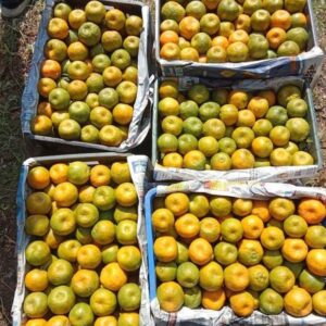 Mandarinas