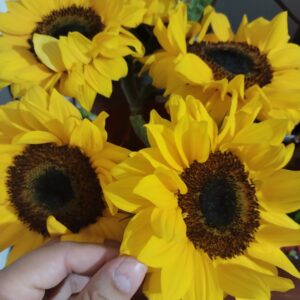 Girasoles