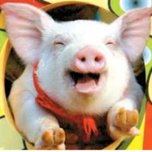 Chancho