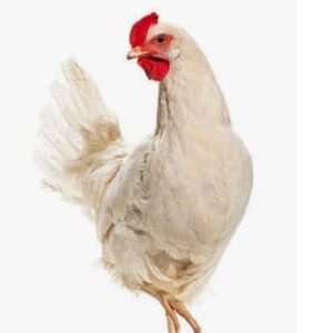 gallo criollo