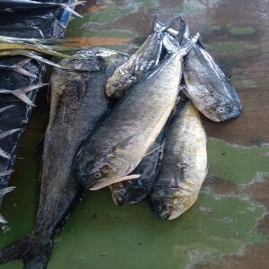 PESCA VERDE DORADO