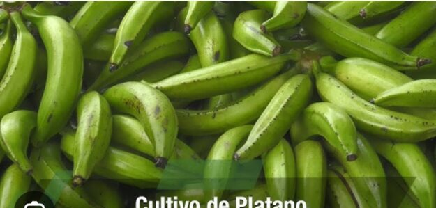 Productos de la Sona