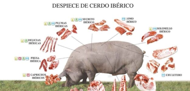 Granja de chanchos criollos de Irene