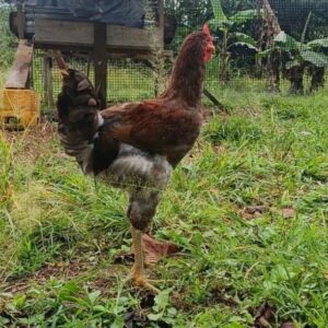 Pollos criollos