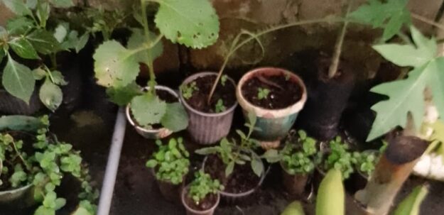VENTA DE PLANTAS ORNAMENTALES