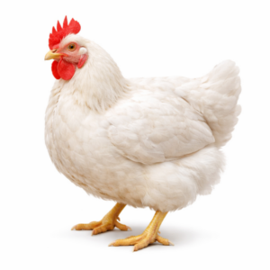 Pollo 4lb.
