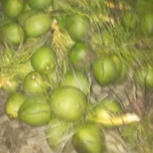 Coco organico