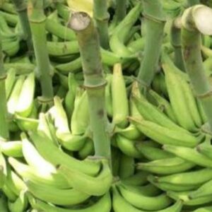 Platanos