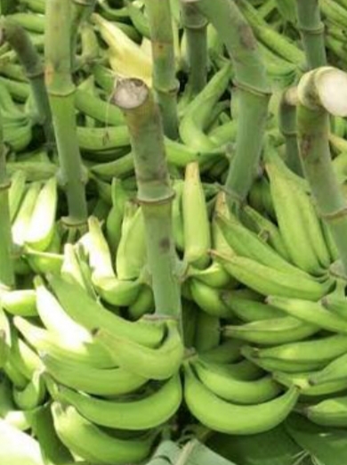 Platanos