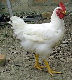 Pollos broiler