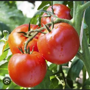 Tomate Natural