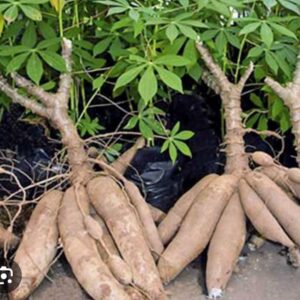 YUCA ORGANICA