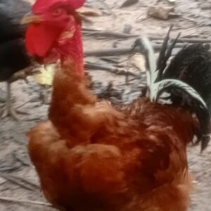 pollo criollo