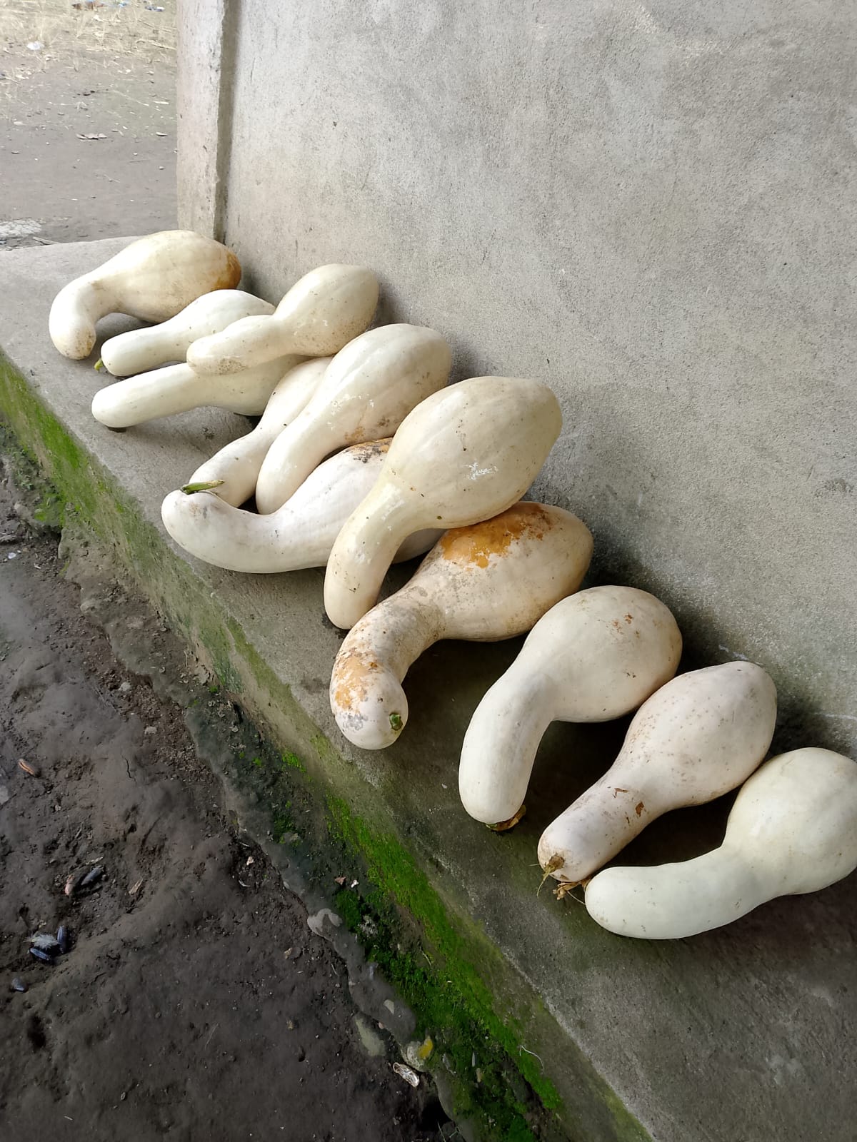 Zapallo