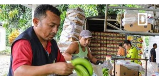 Tienda de platanos