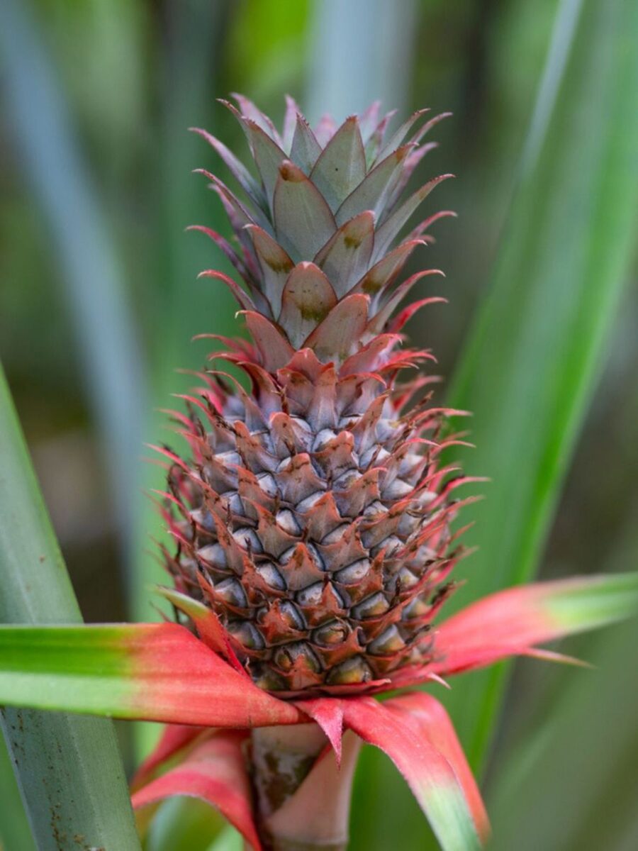 Frutilla - Image 5